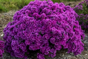 Aster 'Pink Crush' 
